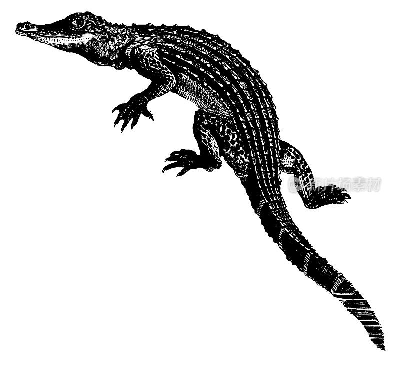 鳄鱼|古董动物插图